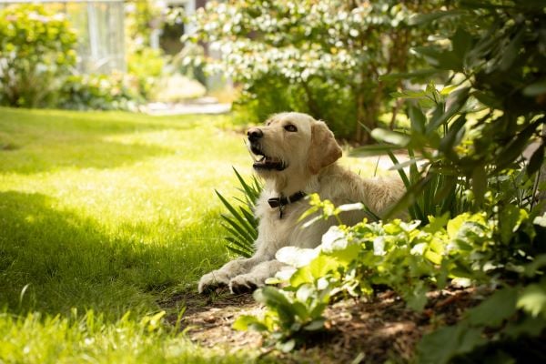 chien